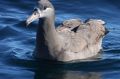 Black-footed Albatross